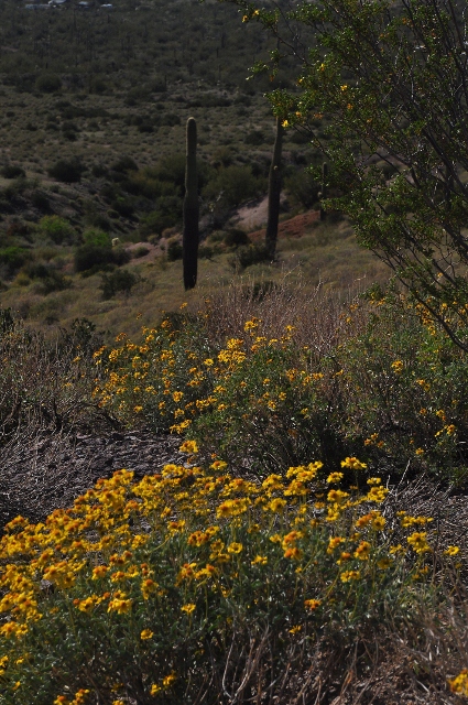 Brittle Bush